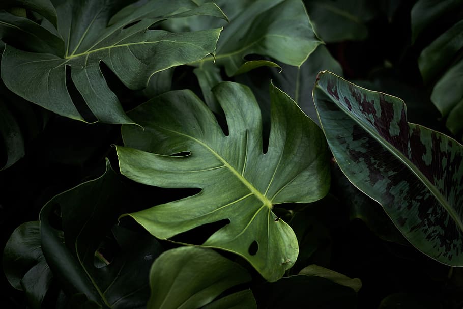 closeup photo of green plants, nature photography of plants, gardener, HD wallpaper