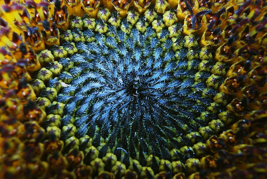 multicolored artwork, sun flower, macro, blossom, bloom, helianthus annuus HD wallpaper