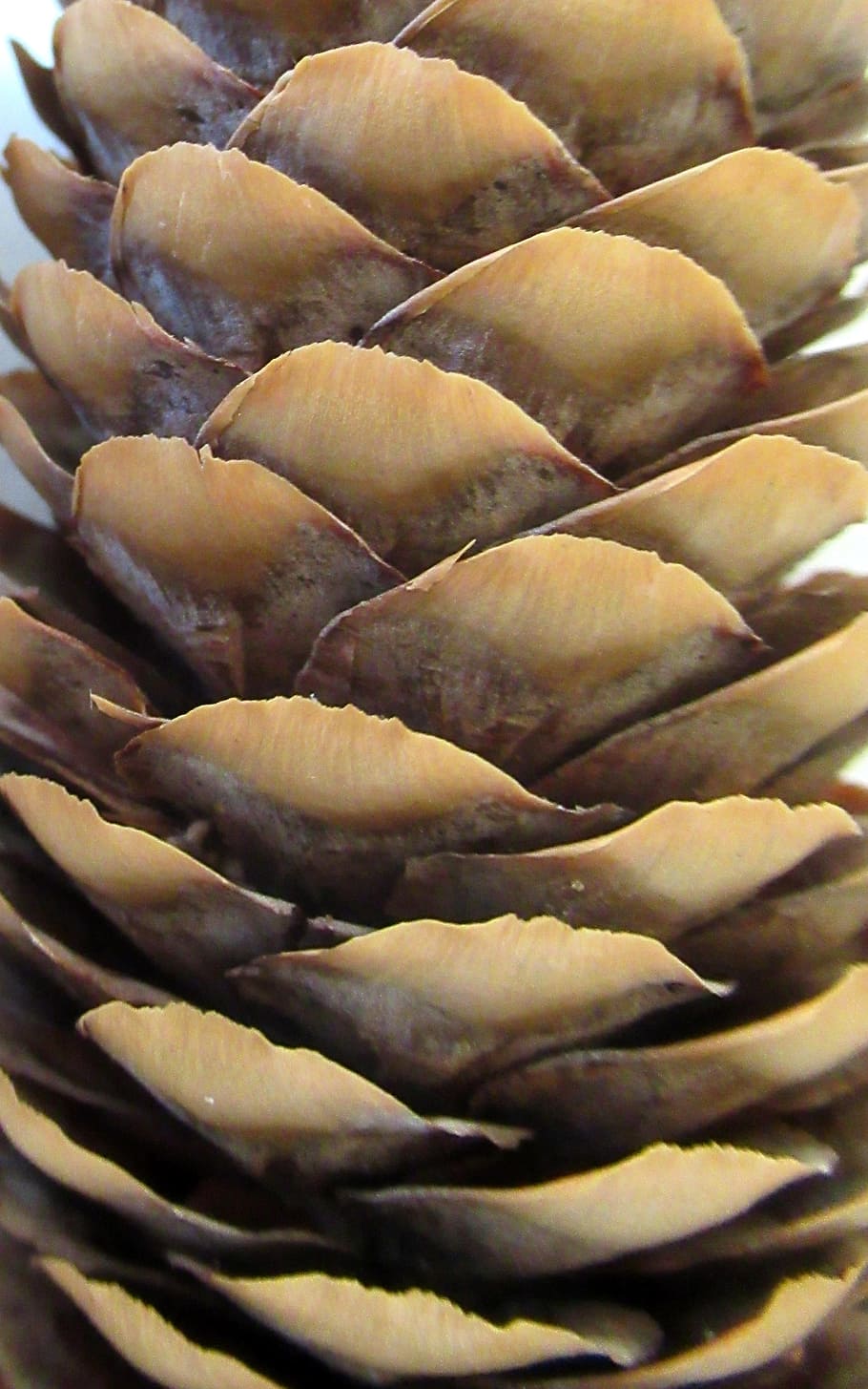 pine, cone, crop, freshness, food and drink, close-up, no people HD wallpaper