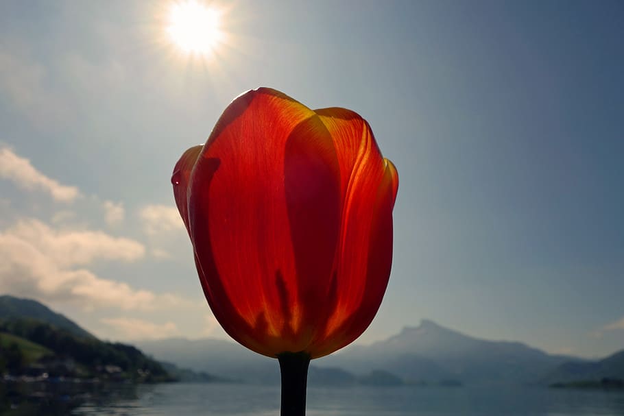 mountains, lake, flowers, spring, alpine, blossom, bloom, plant HD wallpaper