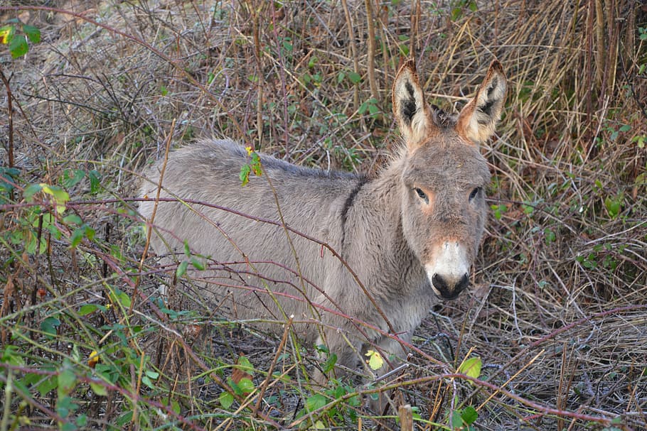 donkey, equines, pre, long ears, animals, domestic animal, animal themes HD wallpaper