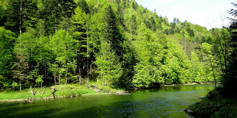 pieniny, tree, spring, landscape, nature, trail, forest, water HD wallpaper