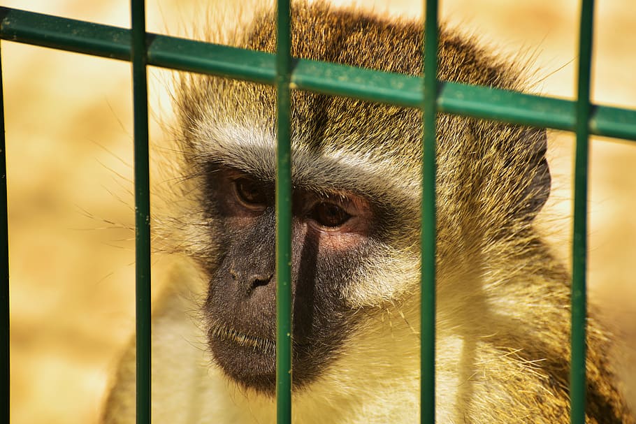 monkey, primate, cage, grid, animal, mammal, imprisoned, sad HD wallpaper