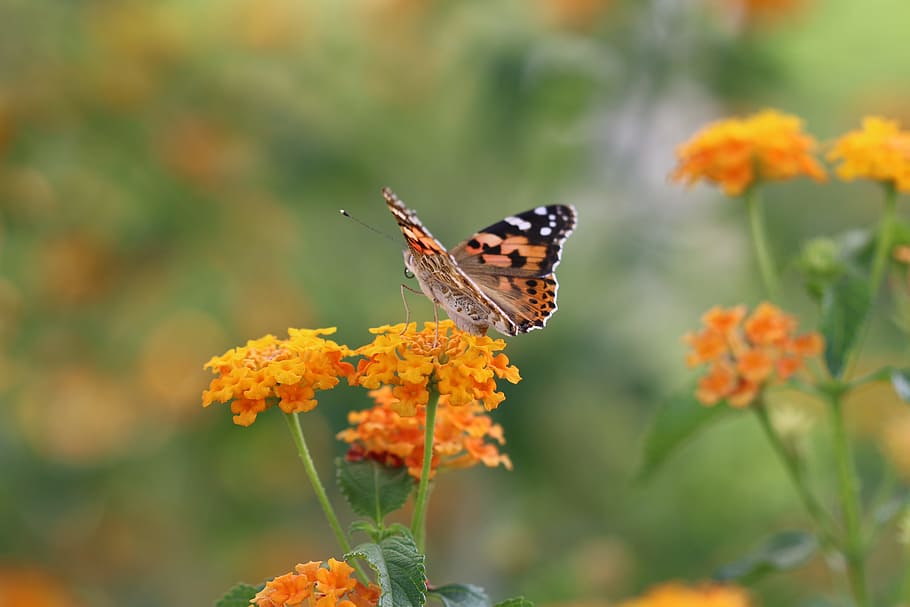 Butterfly, Macro, Close, green field, animal, spring, flower HD wallpaper