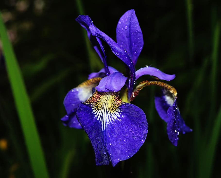 selective focus photography purple iris flower in bloom, blue HD wallpaper
