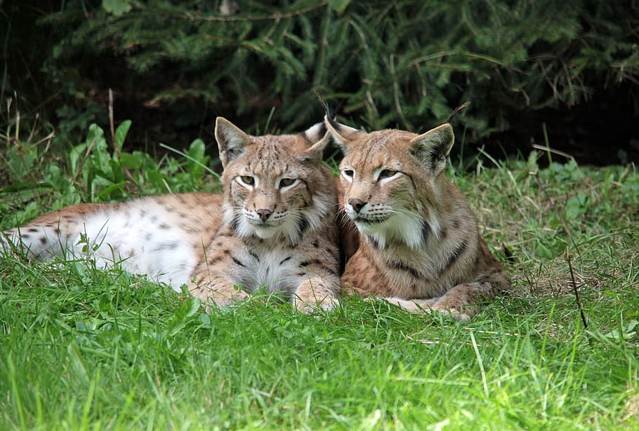 two brown lynx photo, young animals, rest, purry, sweet, doze, HD wallpaper