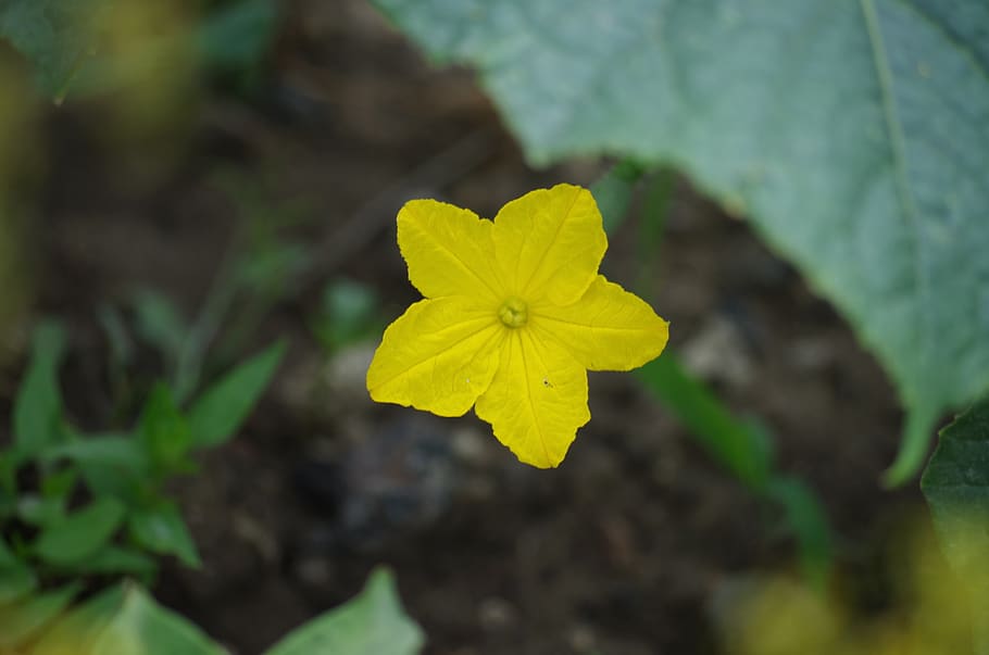 cucumber, flower, vegetables, blooming, plant, flowering plant HD wallpaper