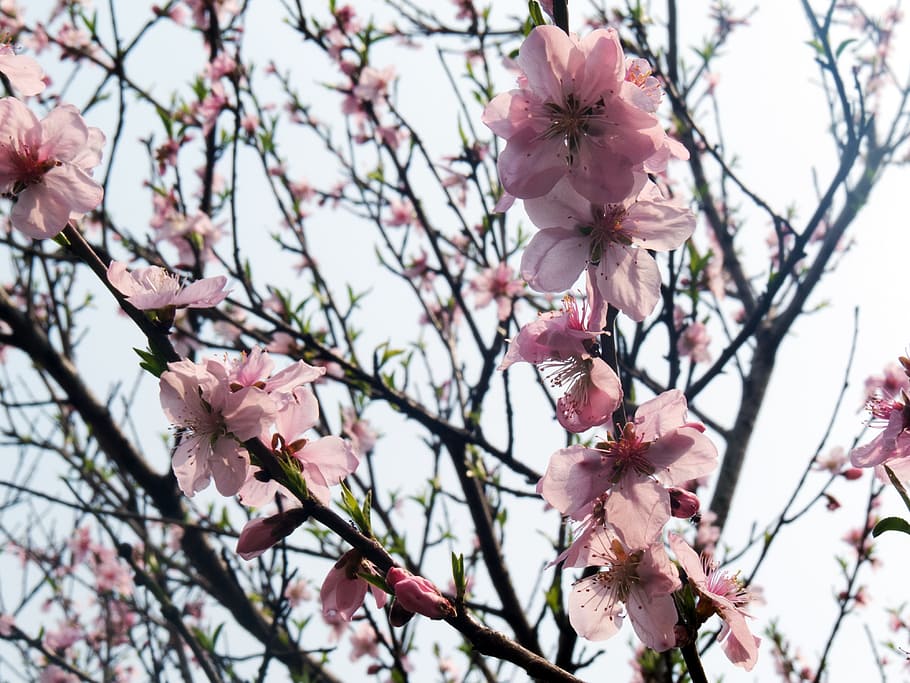 Peach Blossom, Peach Tree, Tree, Spring, flower, branch, springtime HD wallpaper