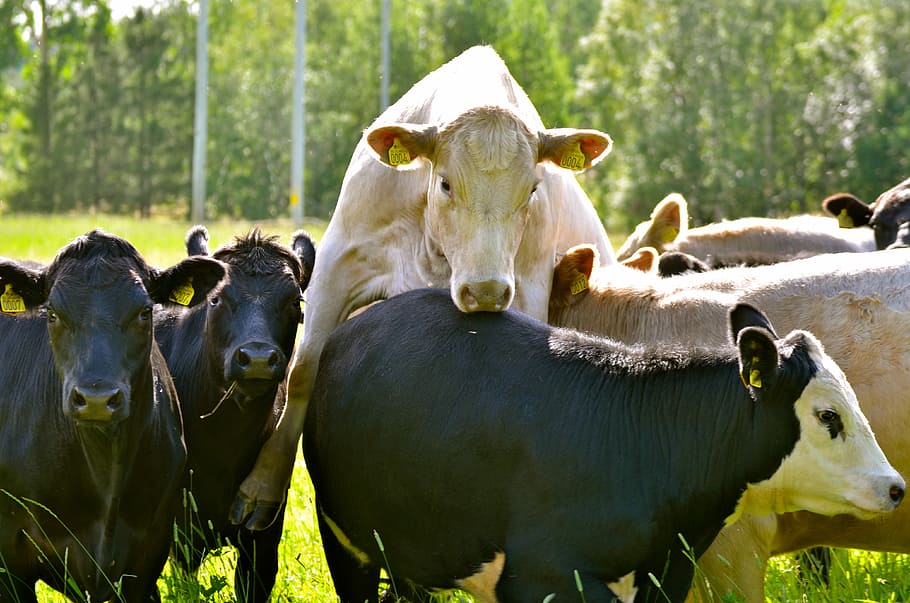 Free download | HD wallpaper: Cows, Sweden, Swedish, summer, happy ...