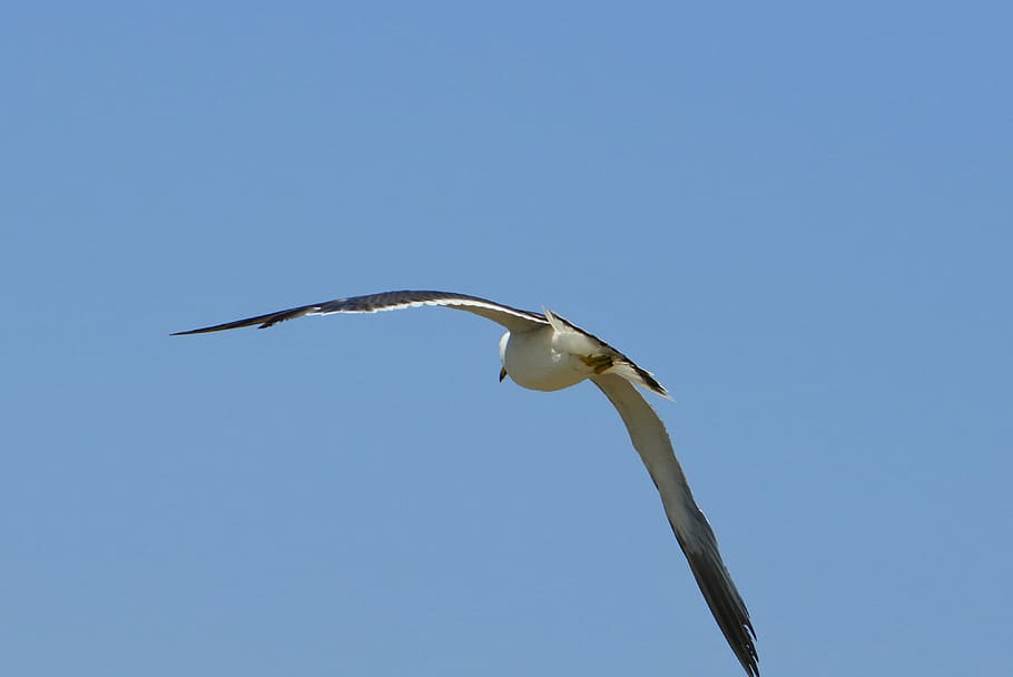 animal, sky, beach, seabird, sea gull, seagull, wild animal HD wallpaper