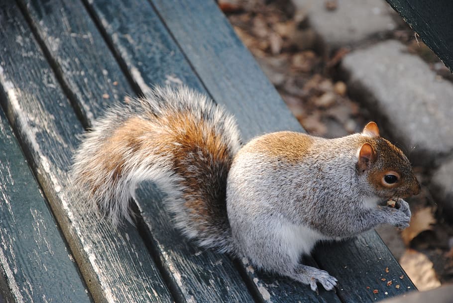 Squirrel, Nature, Central Park, Nyc, new york, animals, cute HD wallpaper