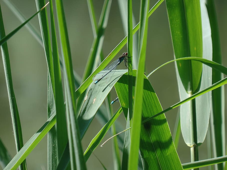 dragonfly, nature, insect, close, creature, wildlife photography HD wallpaper