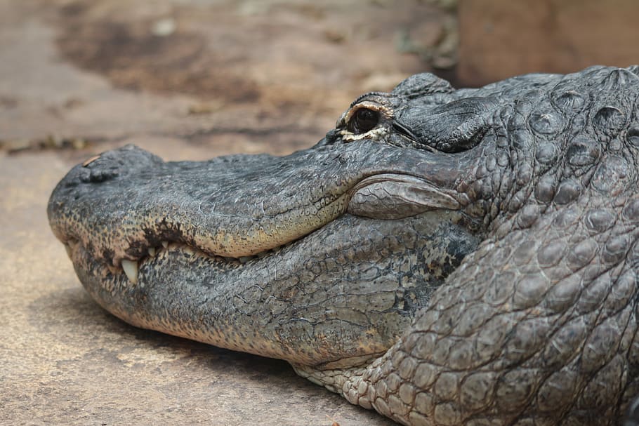 Crocodile, Danger, Predator, reptile, one animal, animal wildlife HD wallpaper