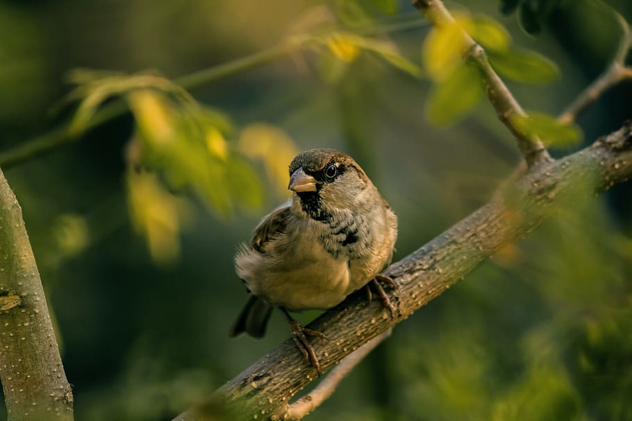 brown sparrow perching on gray branch at daytime, selective-focus photography of brown and black bird