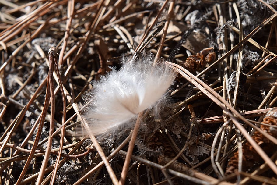 spring, bird feather, fluff, white, needles, pine needles, gust of wind HD wallpaper
