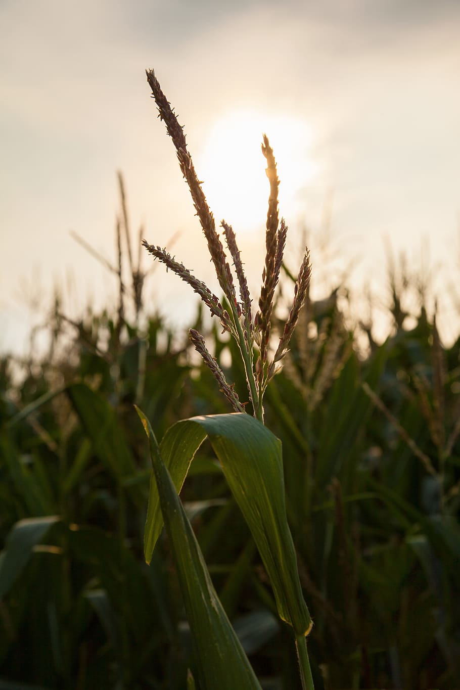 wheat, nature, green, grain, grain wheat, field flowers, agriculture HD wallpaper