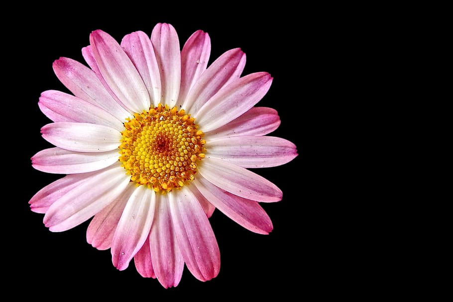 selective focus photography of pink Gerbera flower, blossom HD wallpaper