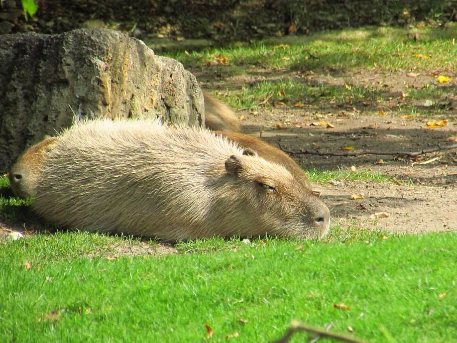 kapibara, animal, grass, rest, zoo, animal themes, animal wildlife HD wallpaper