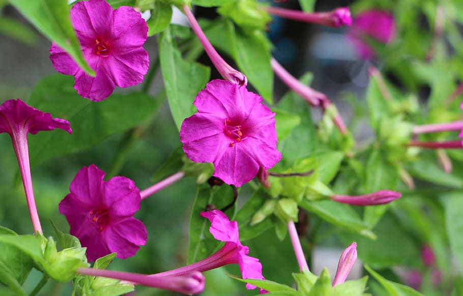 Flora, Delicate, Nature, Garden, green, romantic, petal, fragile HD wallpaper