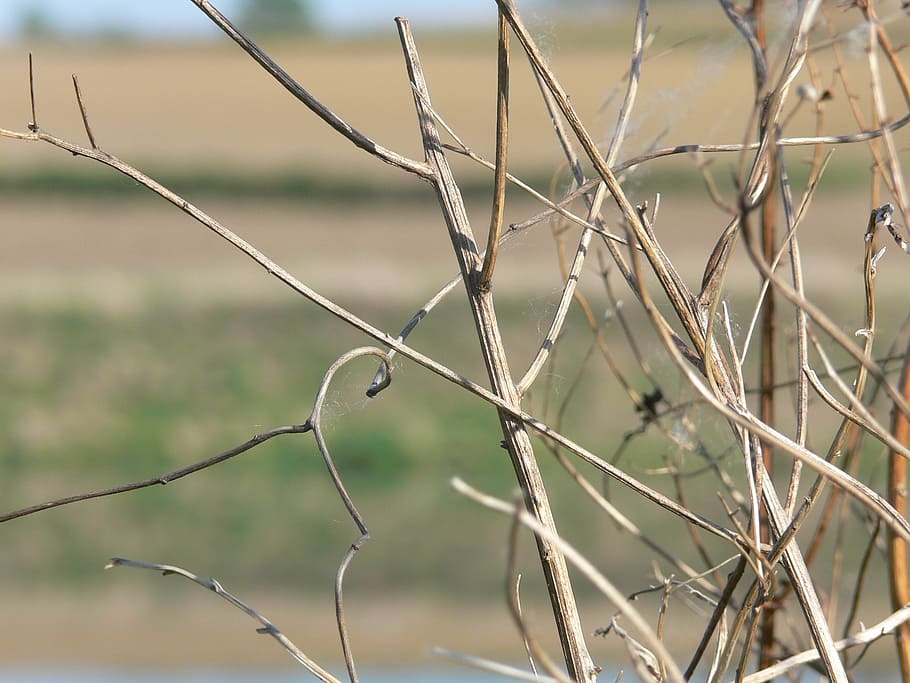 twig, sprig, herb, backlight, bloom, barbed Wire, focus on foreground HD wallpaper