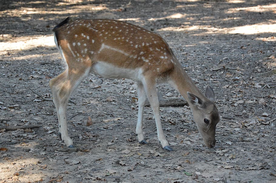 Deer, Animals, Zoo, Beast, Nature, wild, ungulates, mammal HD wallpaper