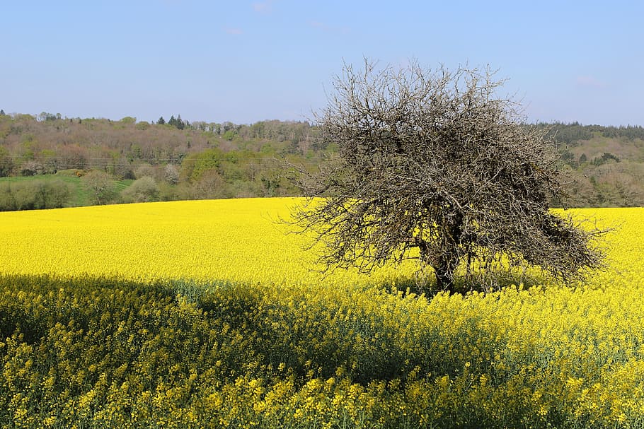 fleurs des champs, spring, prairie, plant, yellow, field, tree, HD wallpaper