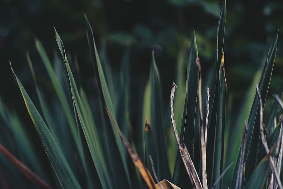green plant, green leafed plant shallow focus photography, grass HD wallpaper