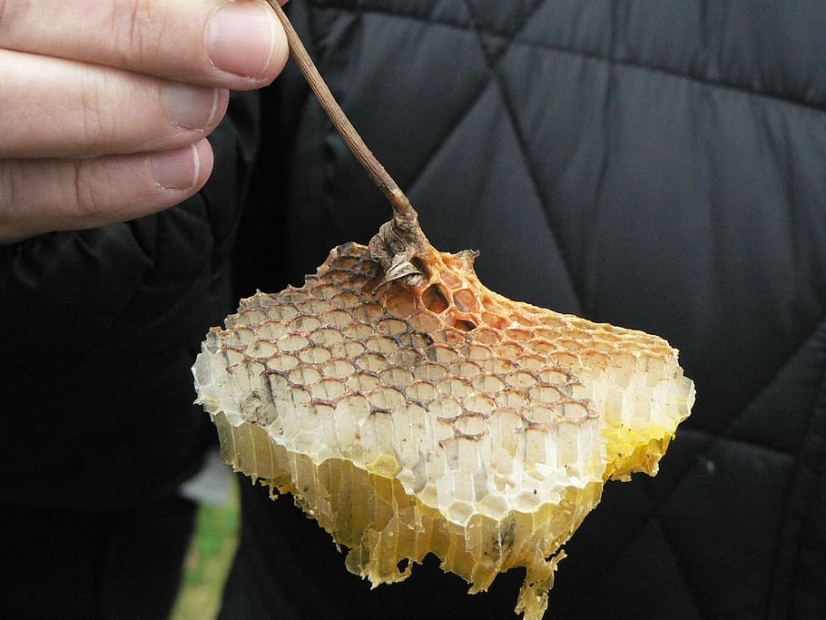 cell, hive, beekeeping, wax, radius, nature, one person, hand HD wallpaper
