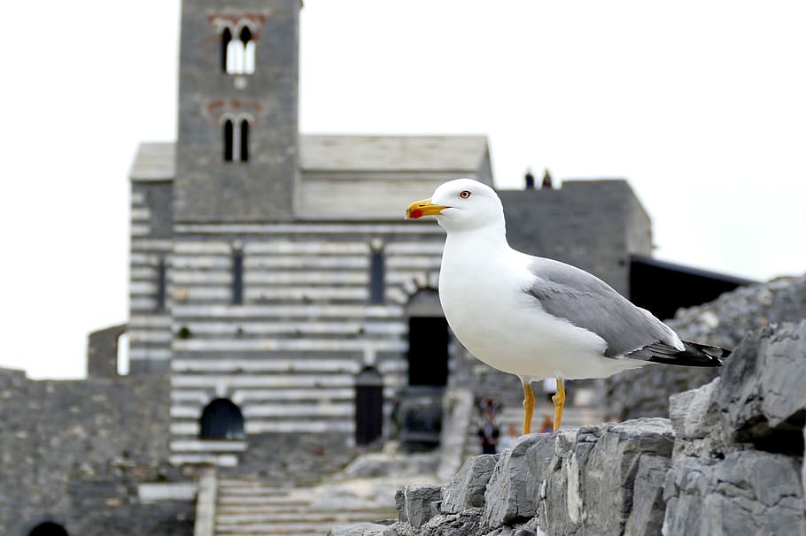 Seagull, Bird, Close, Coast, birds, seevogel, animal, water HD wallpaper