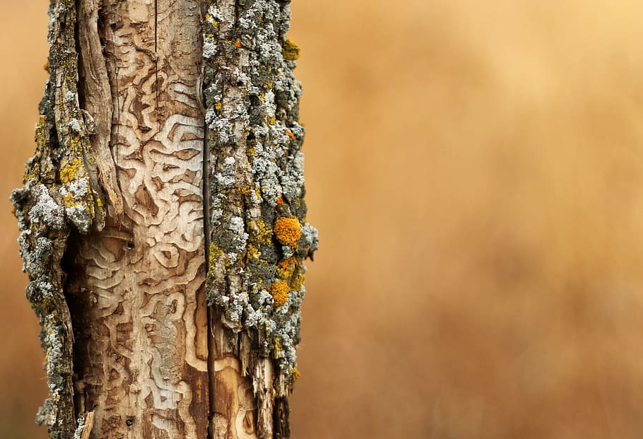 tree, design, abstract, nature, natural, plant, tree trunk HD wallpaper