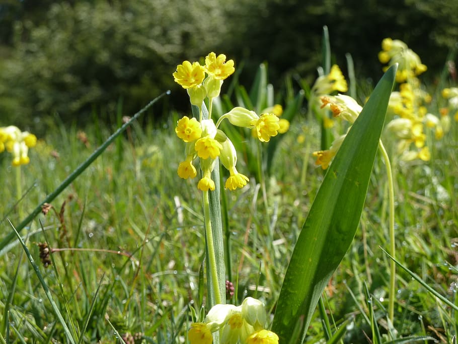 cowslip, spring, meadow, yellow, spring primrose, close, bloom HD wallpaper