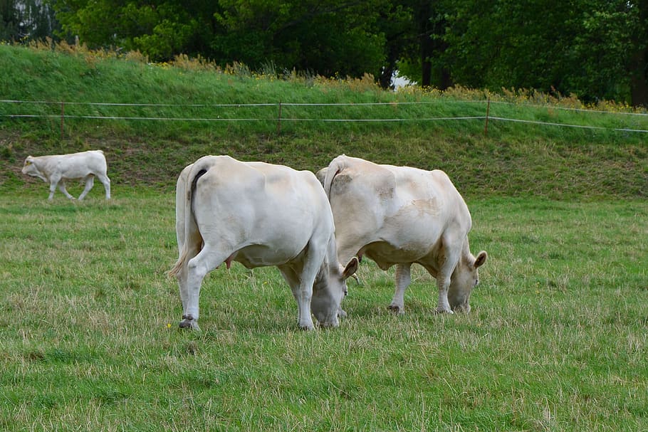 cows, pasture, graze, cattle, mammal, livestock, grass, domestic animals HD wallpaper