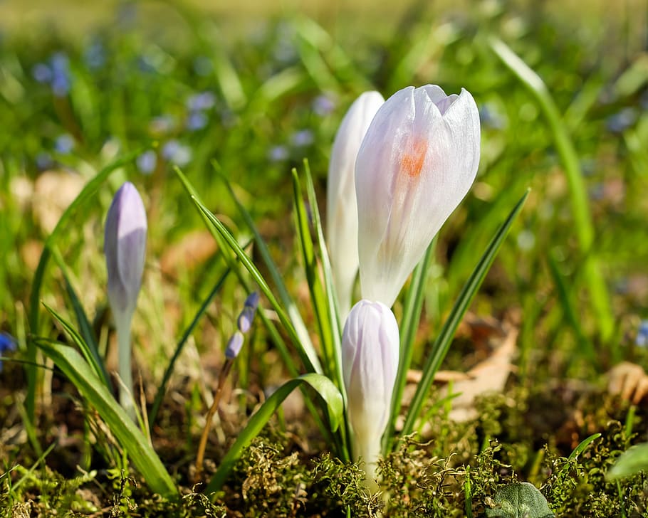 closeup photography of white and purple Saffron crocus flowers HD wallpaper