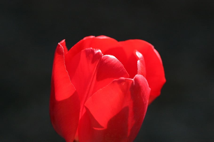 tulip, backlight, flower, nature, red, blooming, plant, outdoor HD wallpaper