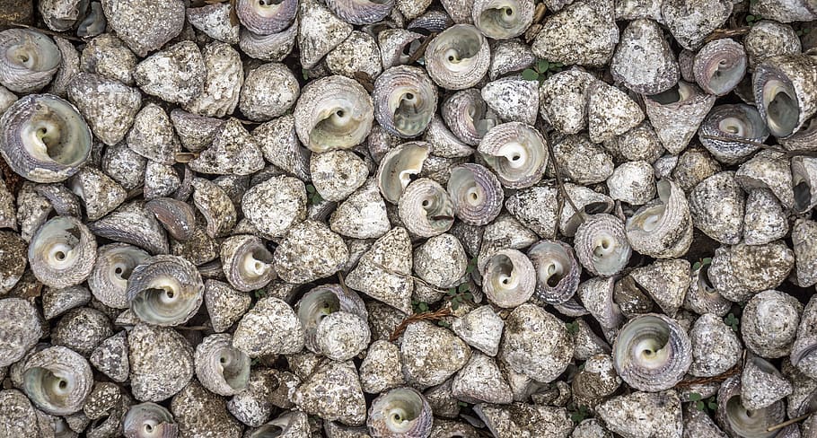 clam, sea, shell, peel, pattern, background, white, full frame HD wallpaper