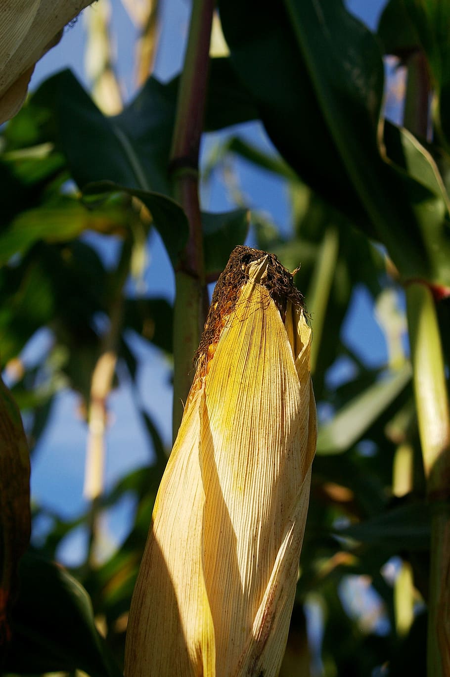 Corn On The Cob, Piston, Yellow, food, cereals, plant, close HD wallpaper