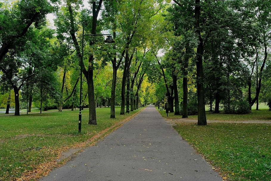 summer, park, poland, tree, nature, spacer, bench, landscape HD wallpaper