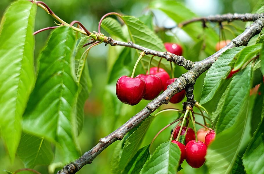 cherry tree, sweet cherry, red, fruit, food, food and drink HD wallpaper