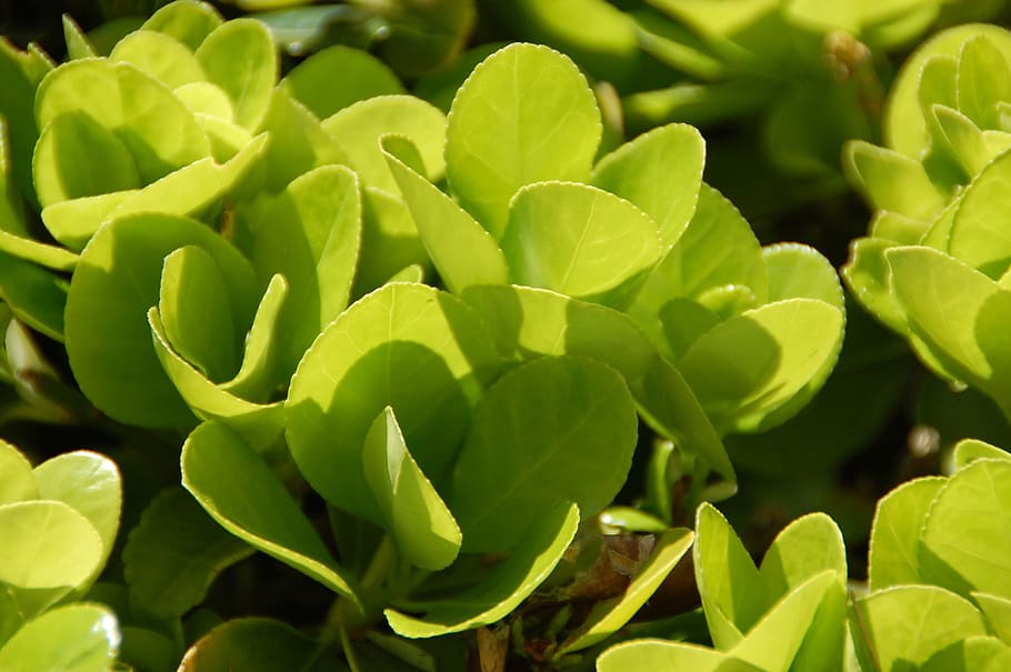 plant, green, nature, green color, plant part, leaf, growth HD wallpaper
