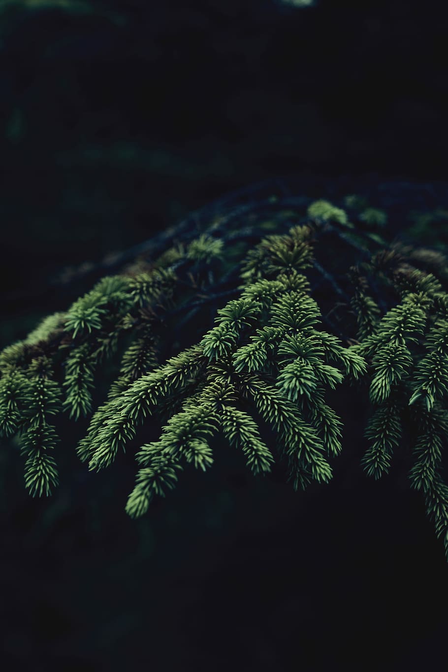shallow focus photo of green plants, green cypress leaves with black background HD wallpaper