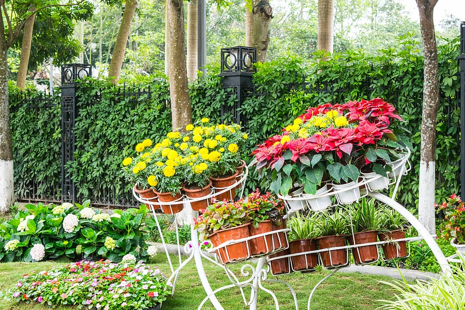 garden, flower, landscaping, thailand, path, way, designed