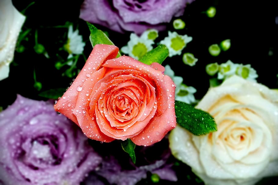 pink rose, trickle, rose - flower, flowering plant, freshness HD wallpaper
