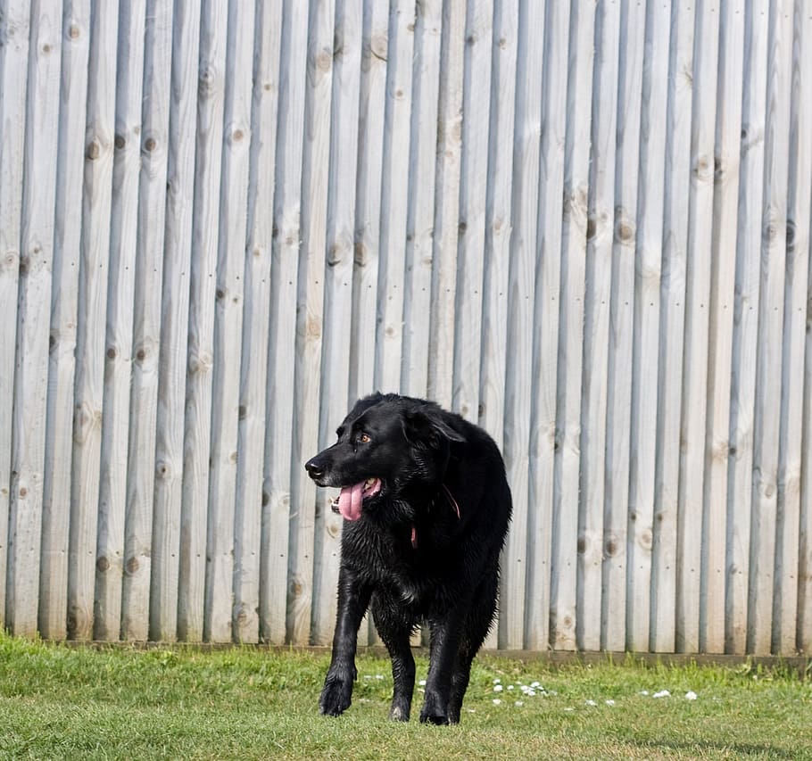 dog, black, labrador, standing, grass, green, pet, canine, animal HD wallpaper