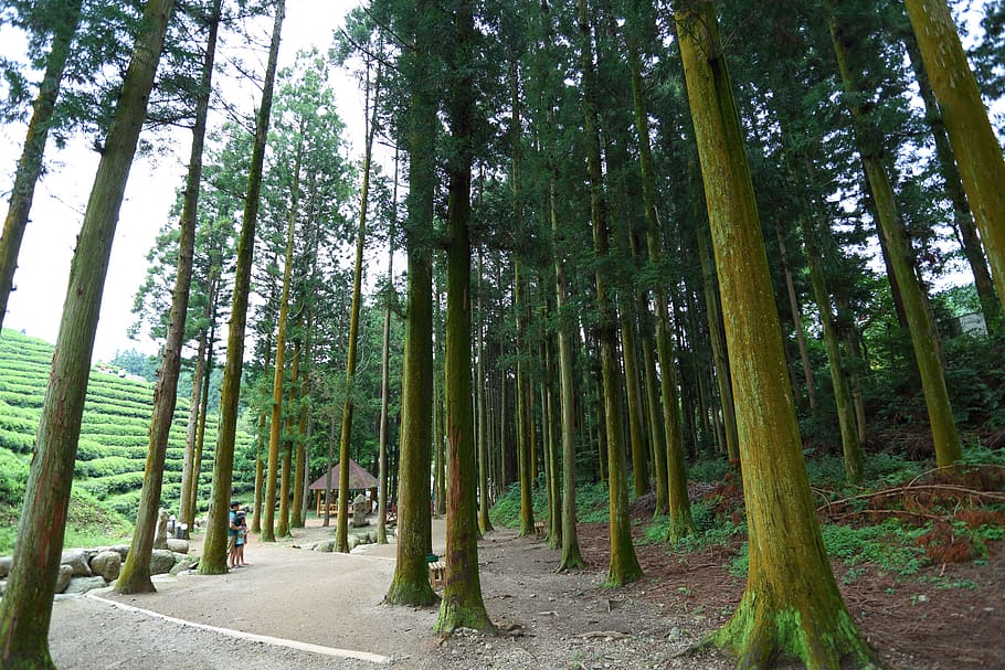 boseong, green tea plantation, the, korea, tree, forest, land, HD wallpaper