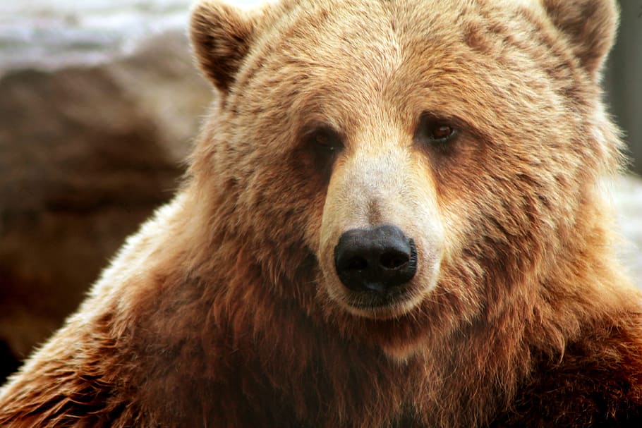 closeup photo of brown bear, zoo, quebec, one animal, animal themes HD wallpaper