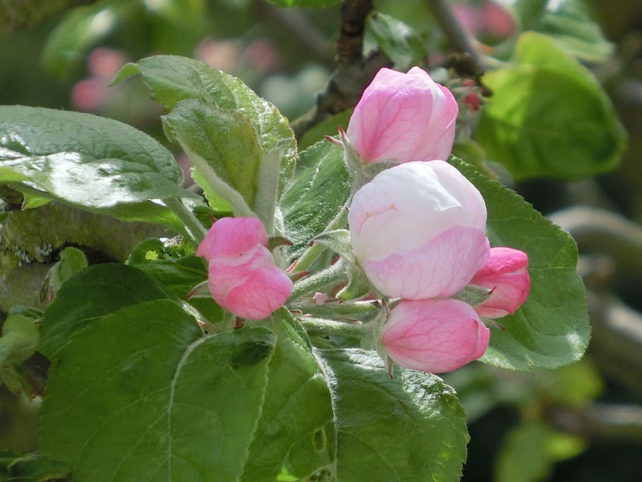 apple, blossom, bloom, close, spring, nature, flower, flowering plant HD wallpaper