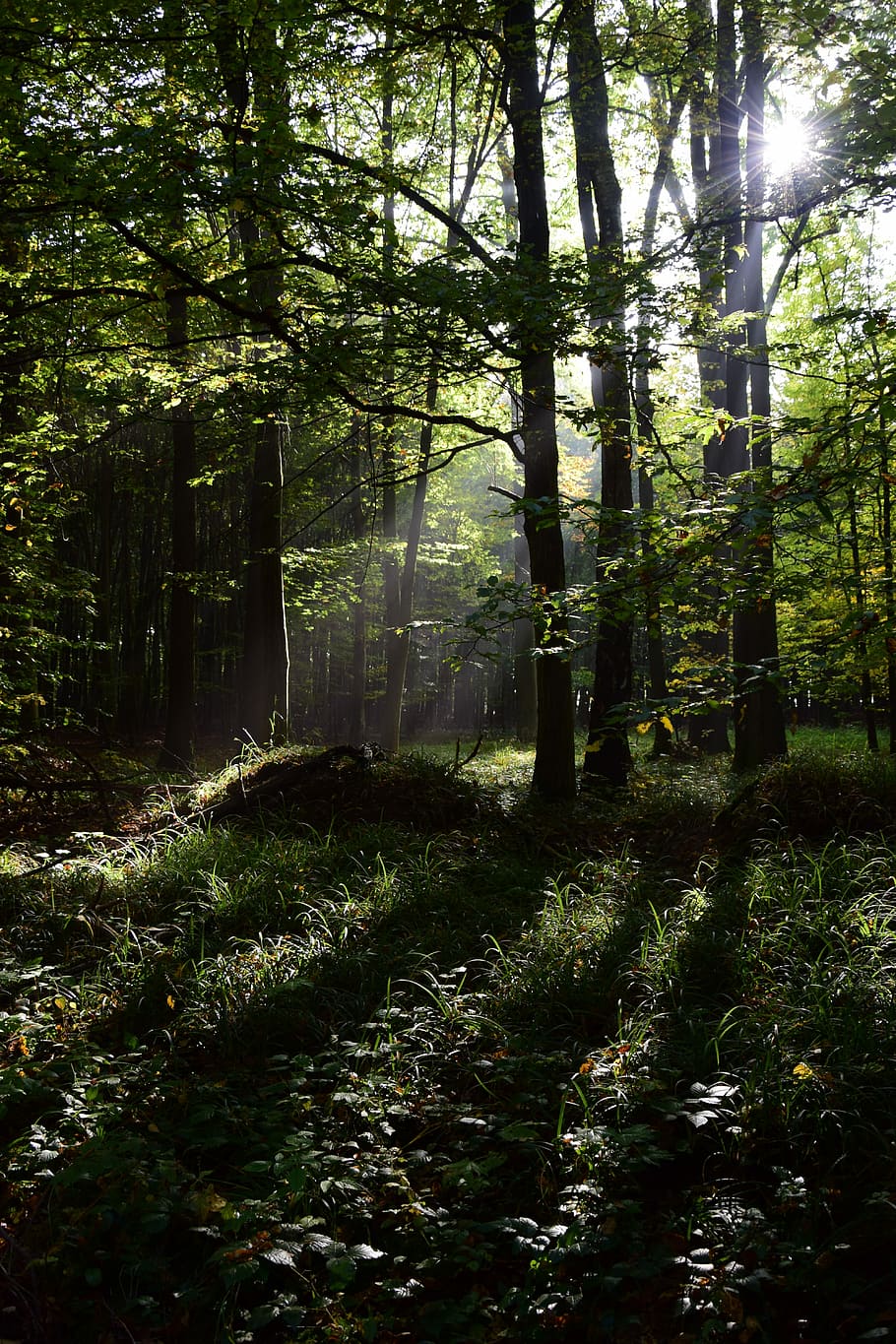 Forest, Shining Through, Trees, Nature, mystery, landscape