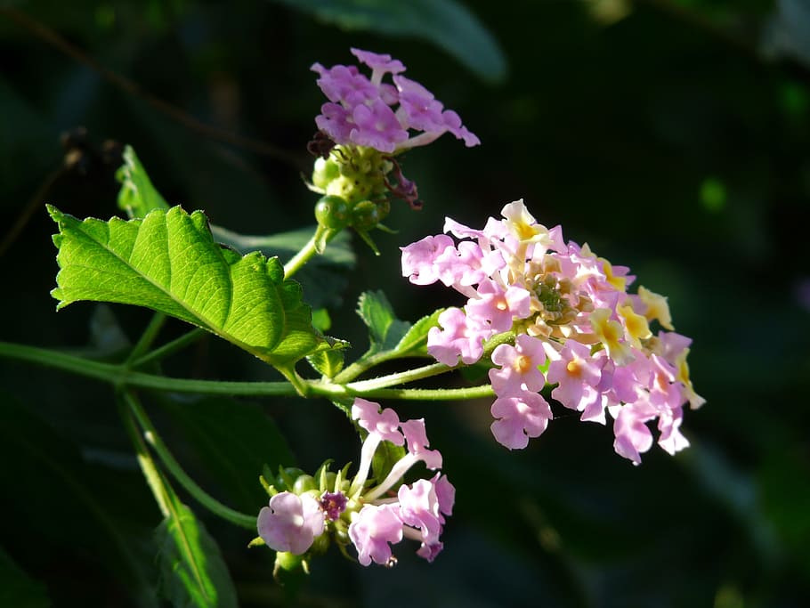 Lantana, Lantana Camara, ornamental plant, purple, pink, flower, HD wallpaper