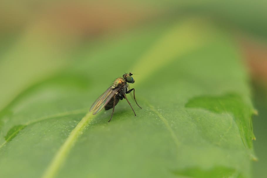 macro, insects, nature, invertebrate, animal wildlife, plant part HD wallpaper