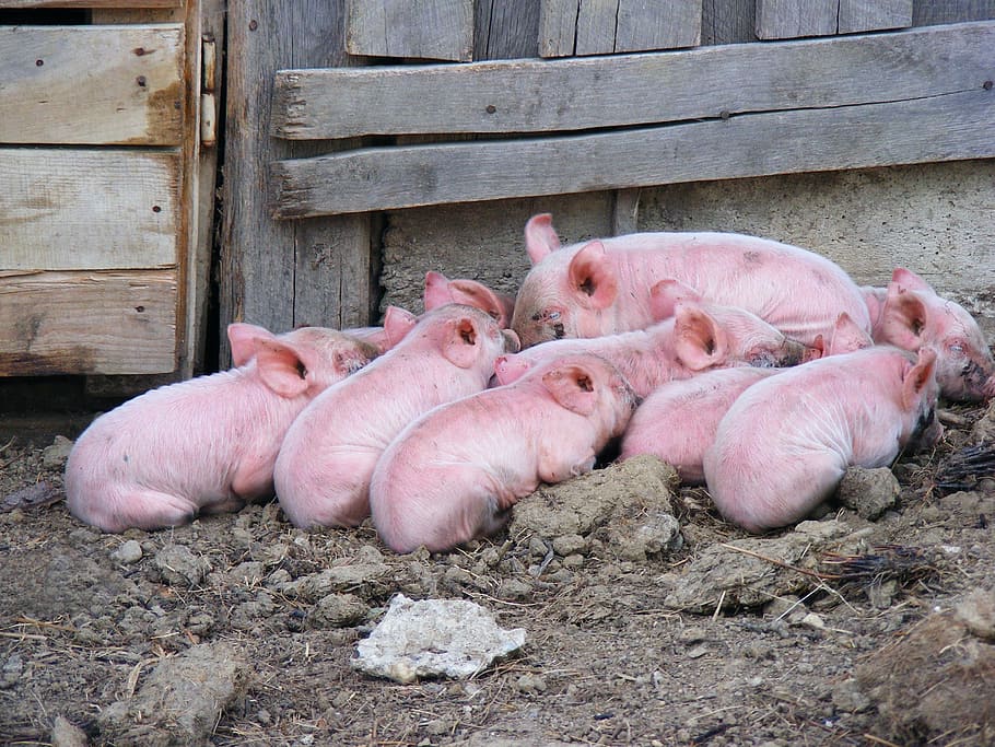 herd of piglets sleeping on soil, Pigs, Livestock, Domestic, Mammal